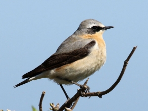 wheatear3