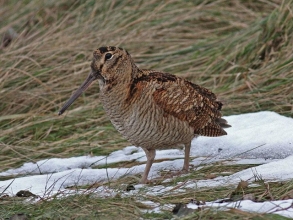 Woodcock-Roger-Foster-gallery Woodcock-Roger-Foster-gallery