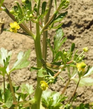 Celery-leaved Buttercup