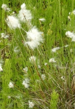 Common Cotton-grass