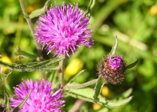 Common Knapweed