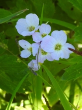 Cuckooflower