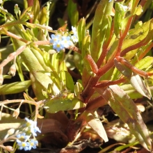 Forget-me-not Sp