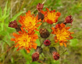 Fox-and-cubs