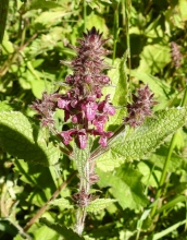 Hedge Woundwort