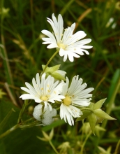 Marsh Stitchwort