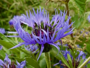 Perennial Cornflower