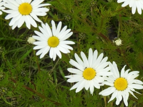 Sea Mayweed