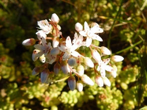 White Stonecrop