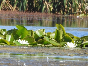 White Water-lily