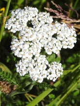 Yarrow