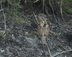 Wryneck-1-Jimmy-Steele-gallery