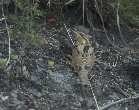 Wryneck-1-Jimmy-Steele-gallery Wryneck-1-Jimmy-Steele-gallery