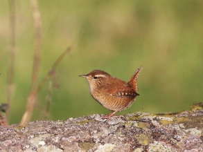 Wren-Roger-Foster-gallery Wren-Roger-Foster-gallery