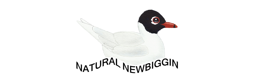 Natural Newbiggin